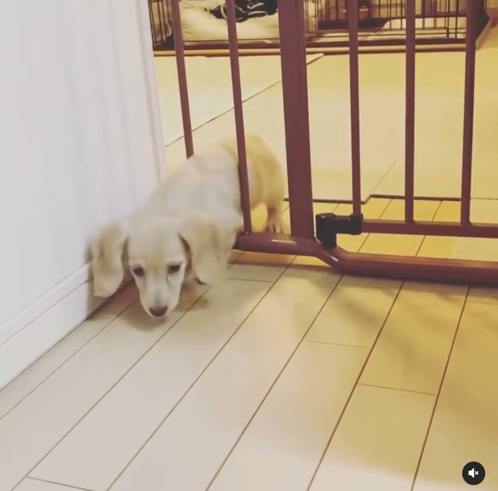 ダックスフンド,動画