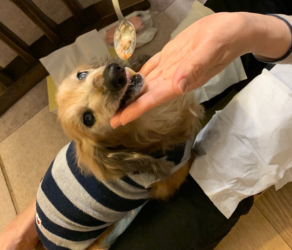 ダックスフンド