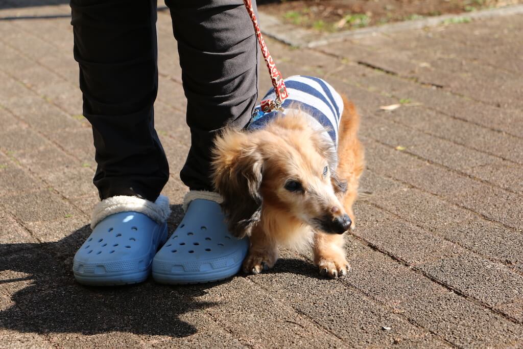 ダックスフンド