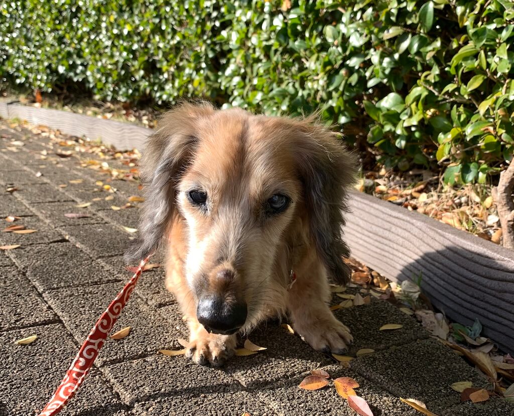 ダックスフンド