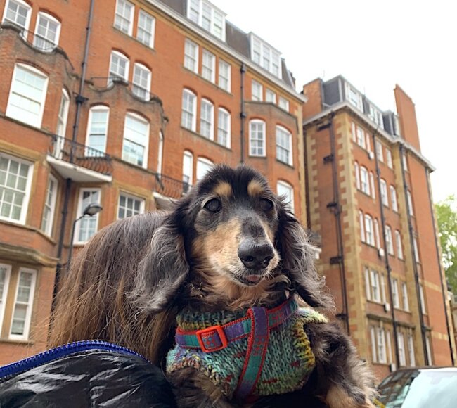 ダックスフンド