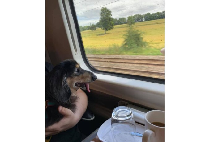 車窓から外を見るダックス