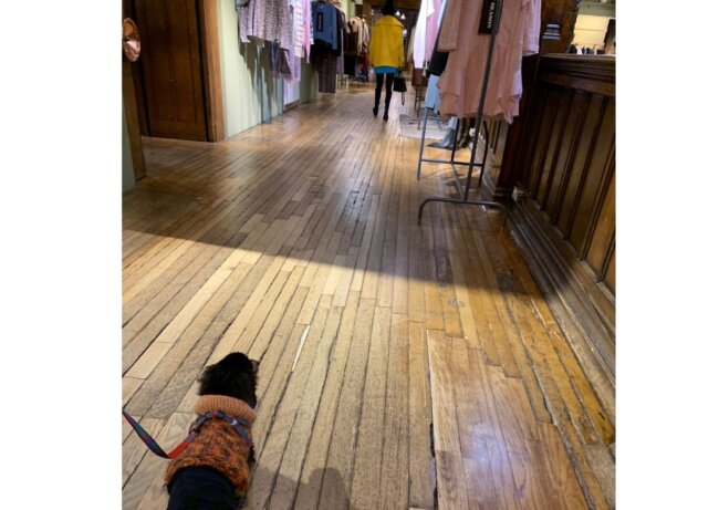 デパートを歩くダックス