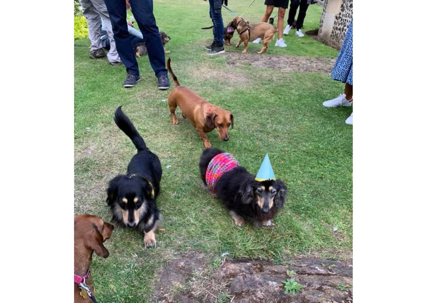 ダックスフンド