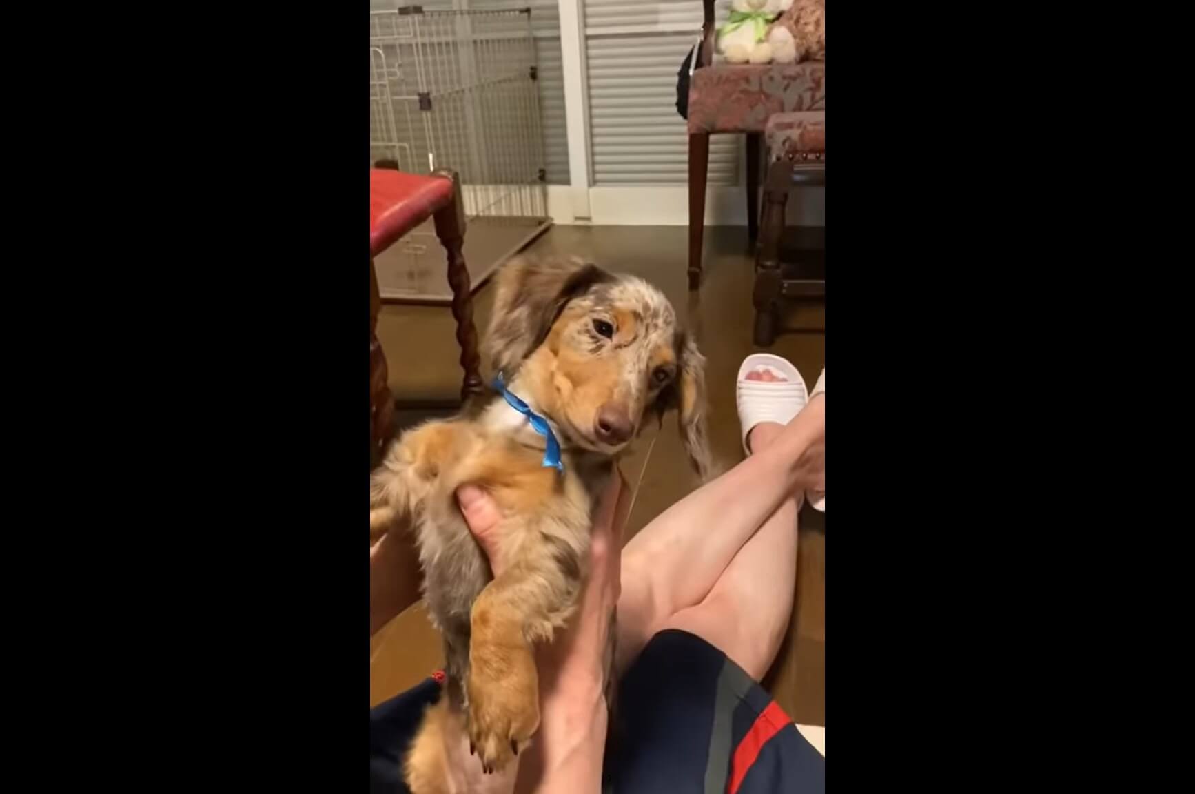 ダックスフンド,動画