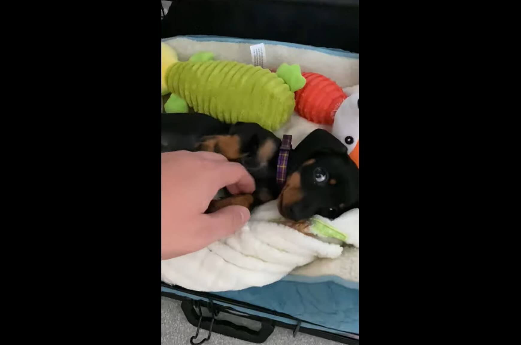 ダックスフンド,動画