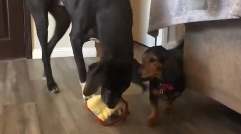 ダックスフンド,動画