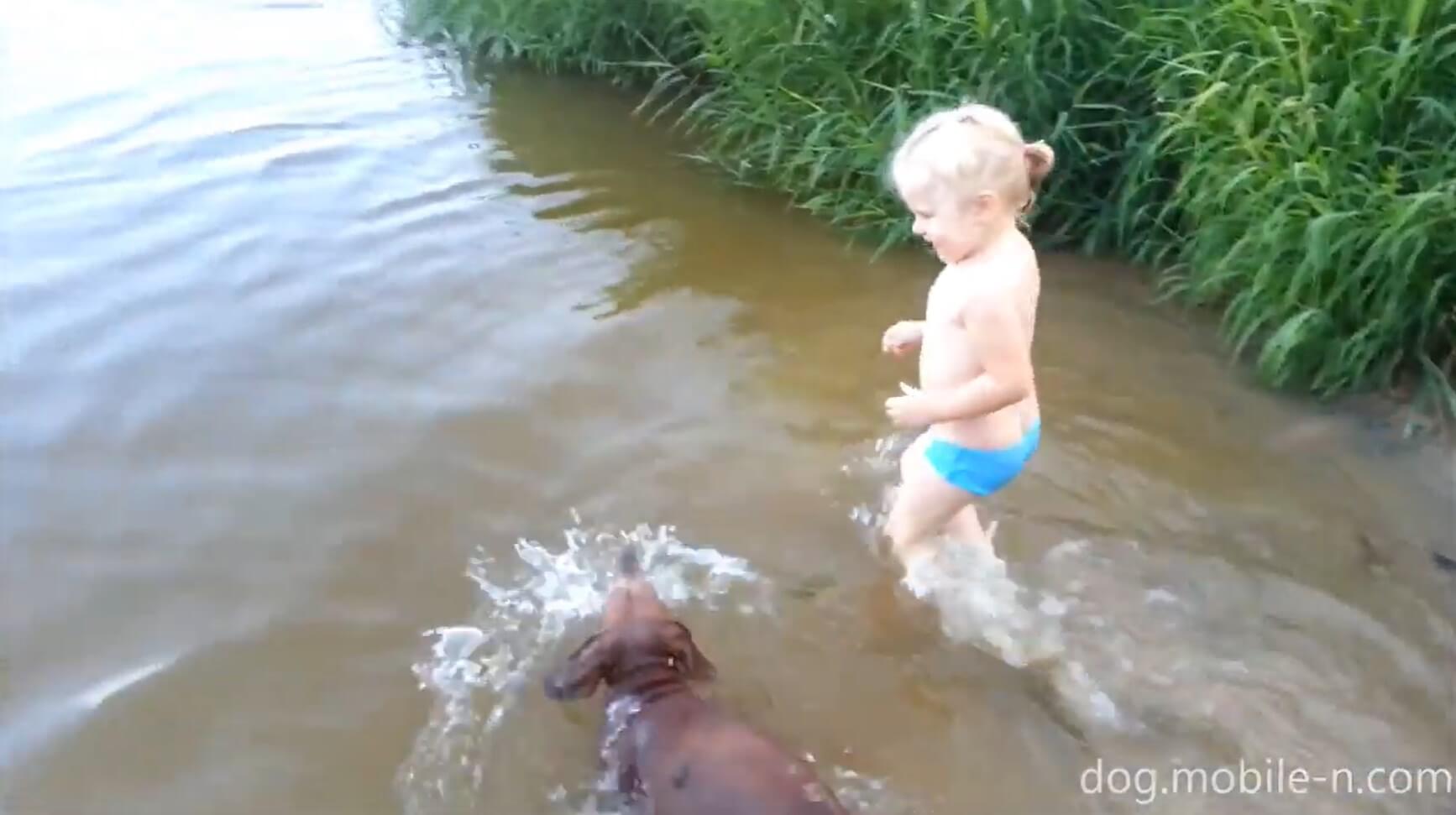 ダックスフンド,動画