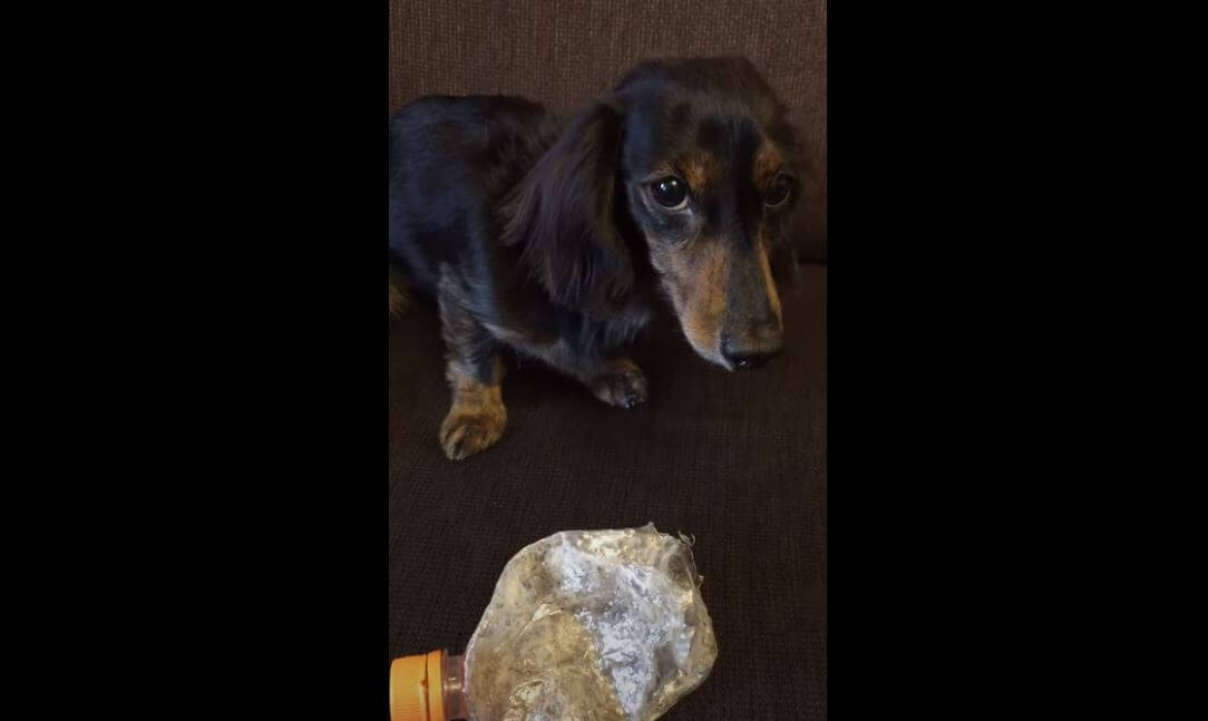 ダックスフンド,動画