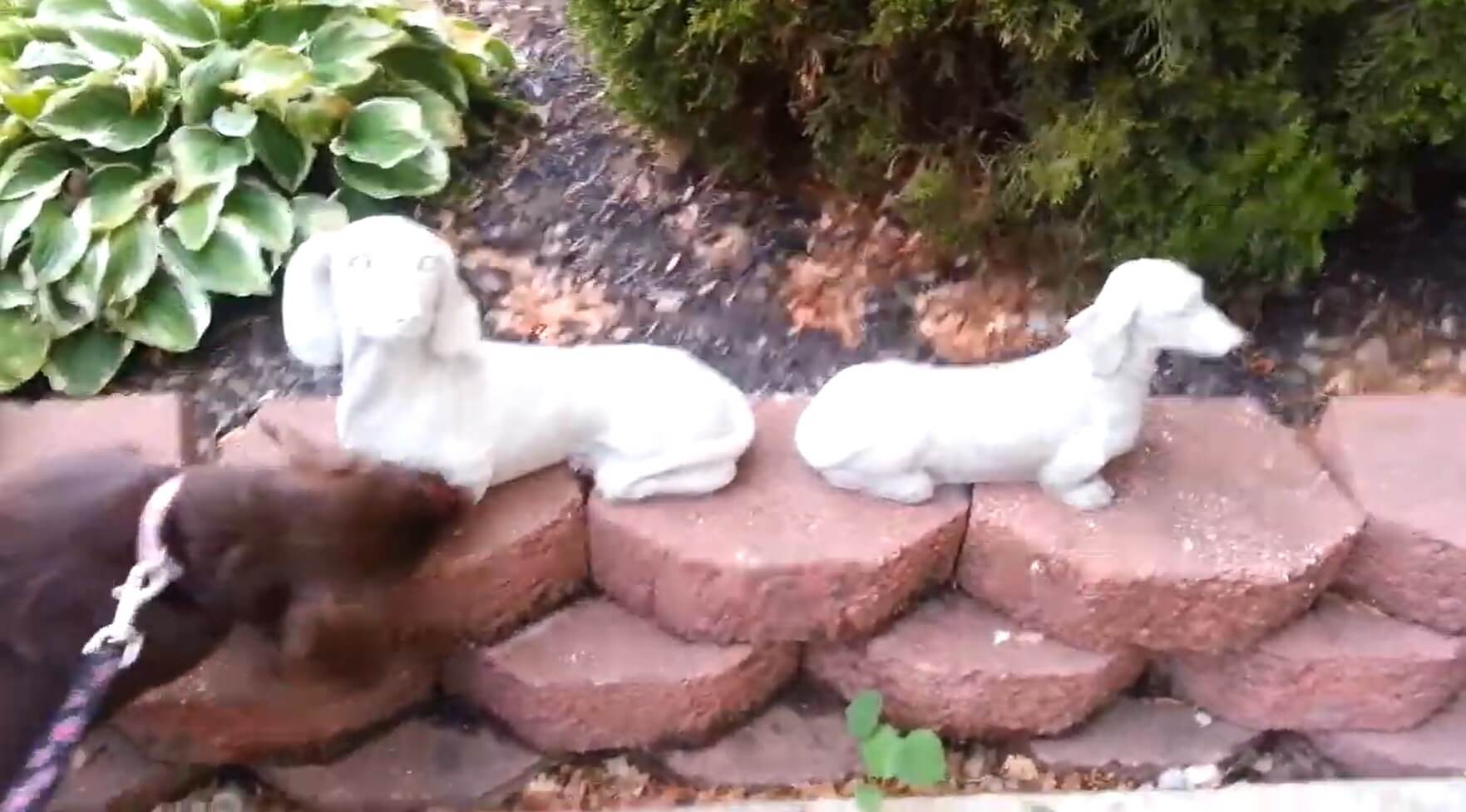 ダックスフンド,動画