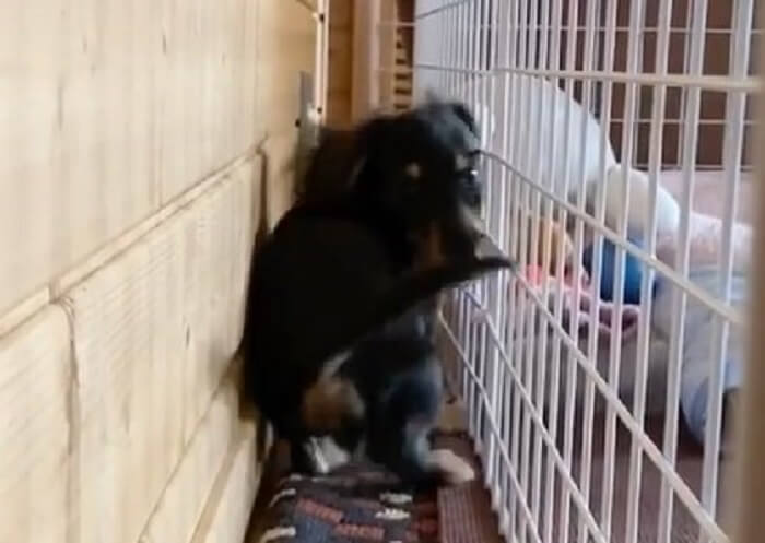 ダックスフンド,動画