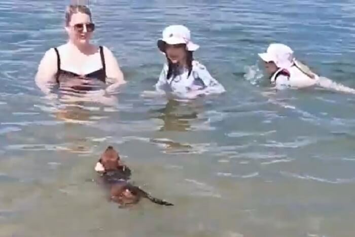 ダックスフンド,動画