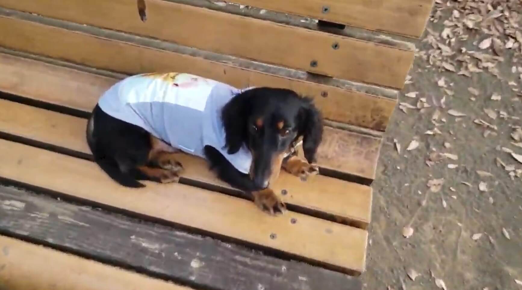 ダックスフンド,動画