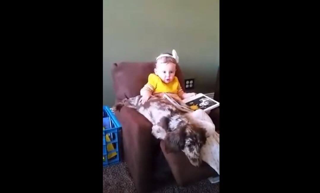 ダックスフンド,動画