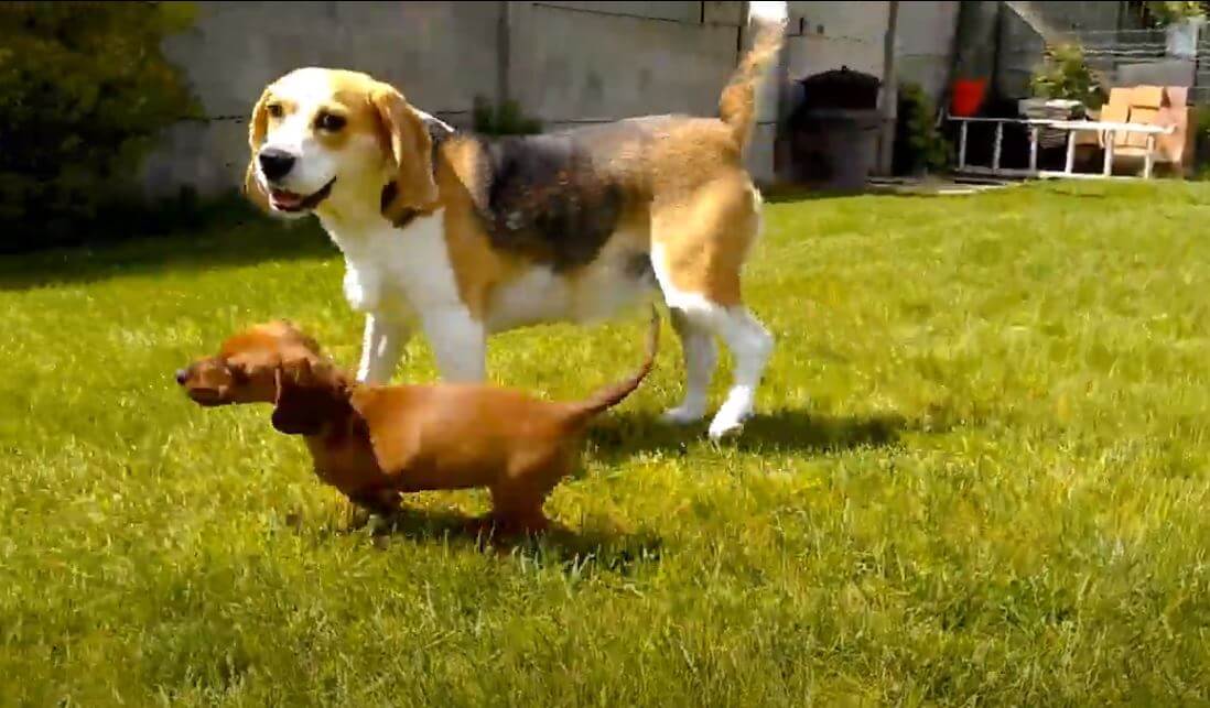 ダックスフンド,動画