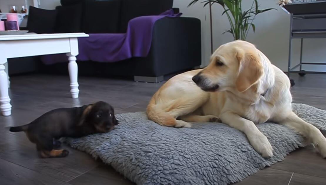 ダックスフンド,動画