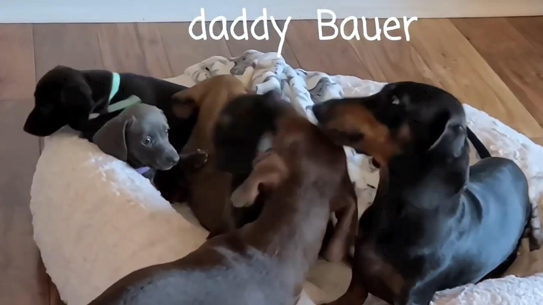 ダックスフンド,動画