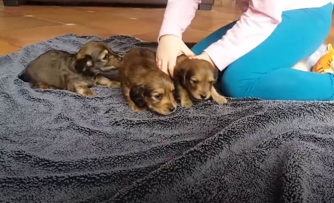 ダックスフンド,動画