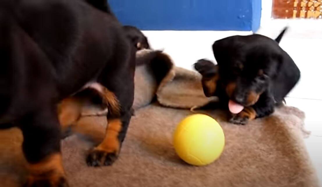 ダックスフンド,動画