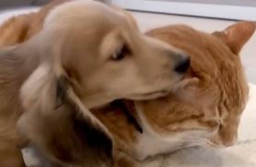 ダックスフンド,動画