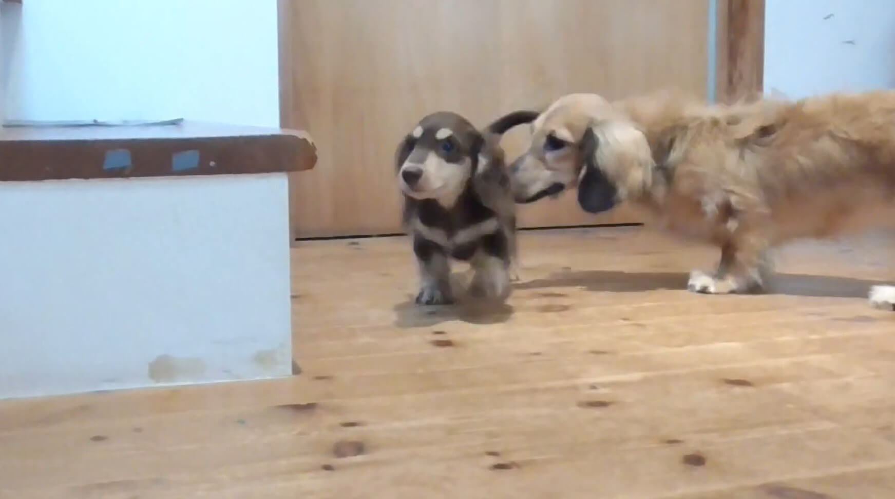 ダックスフンド,動画