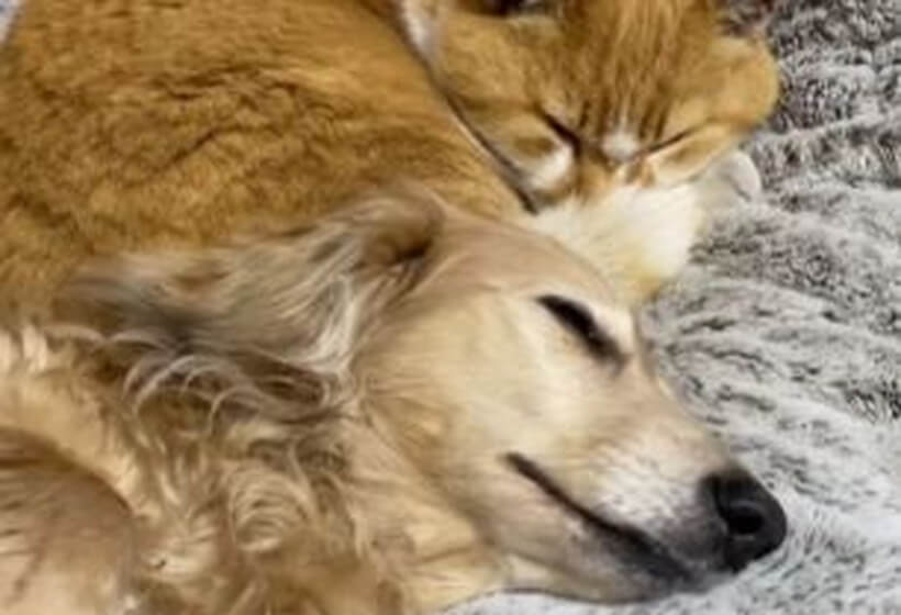 ダックスフンド,動画