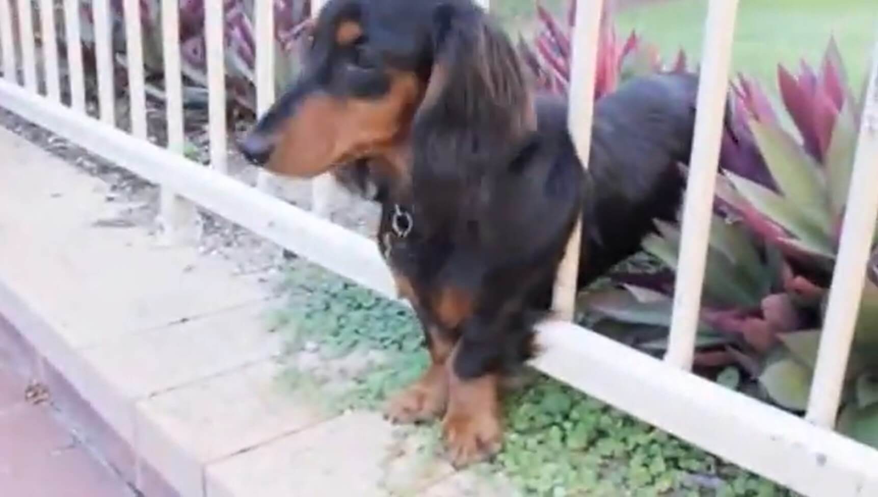 ダックスフンド,動画