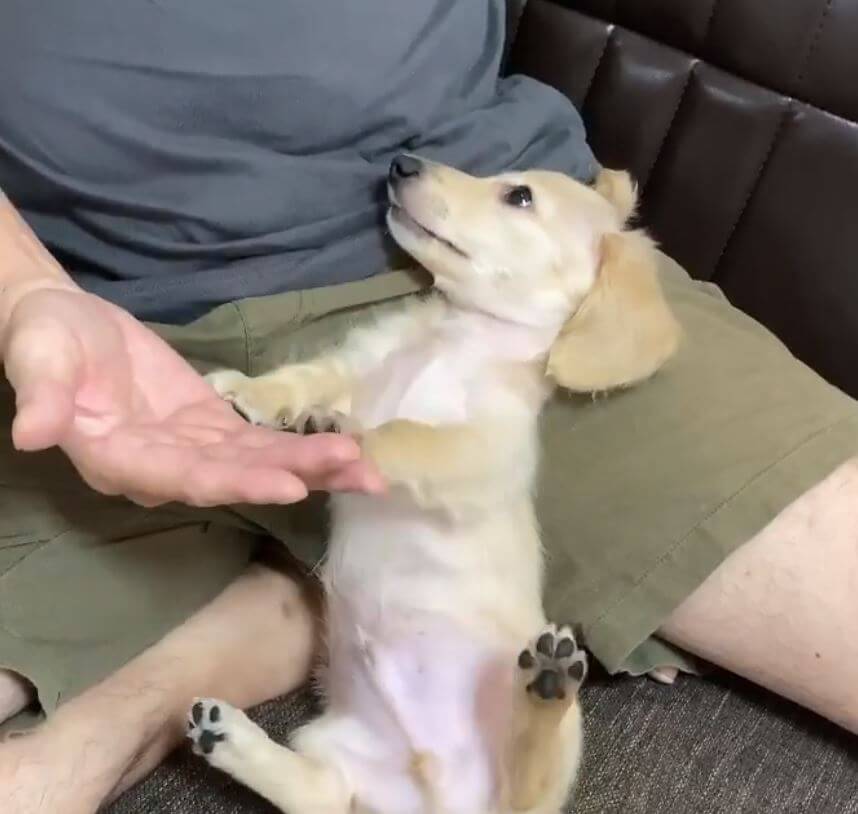 ダックスフンド,動画