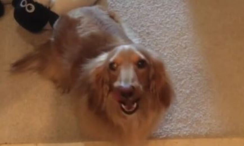 ダックスフンド,動画