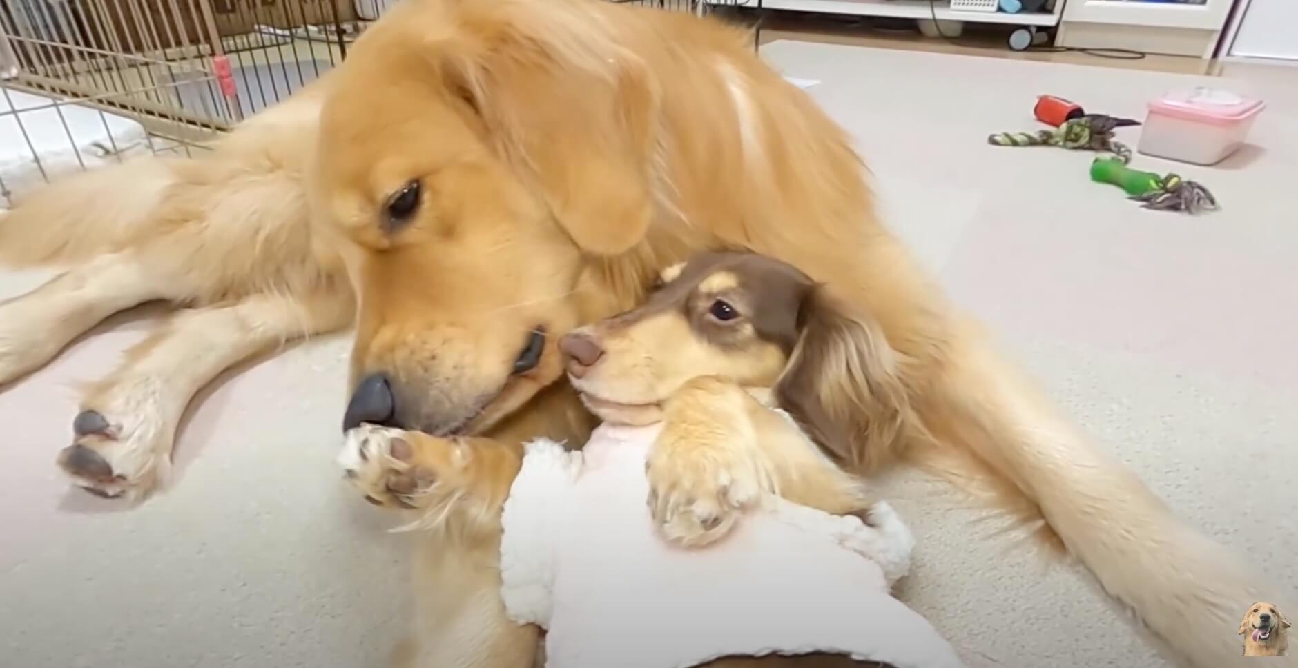 ダックスフンド,動画