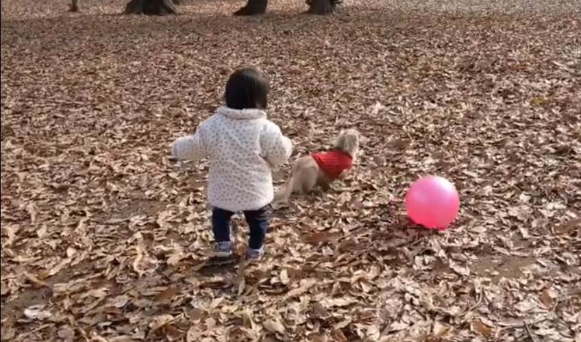 ダックスフンド,動画