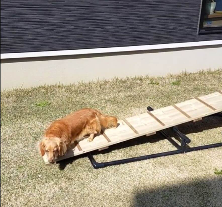 ダックスフンド,動画