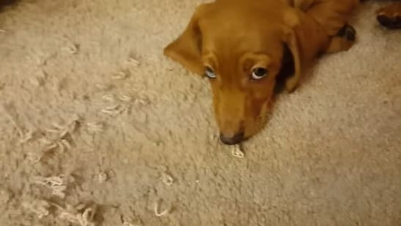 ダックスフンド,動画