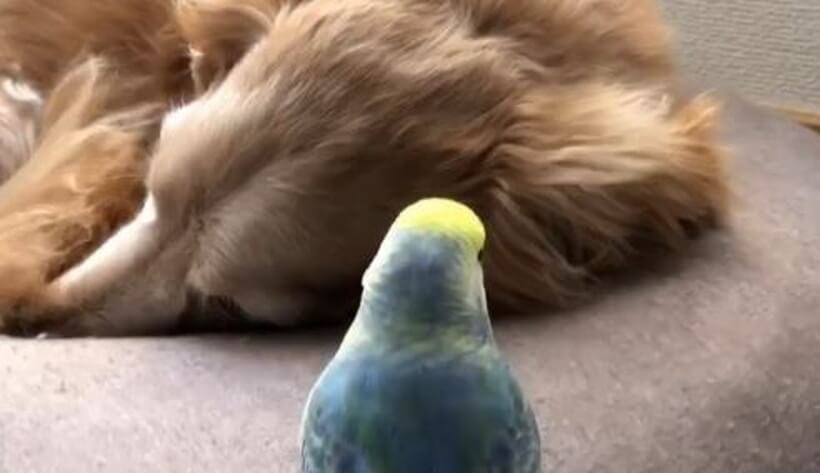 ダックスフンド,動画