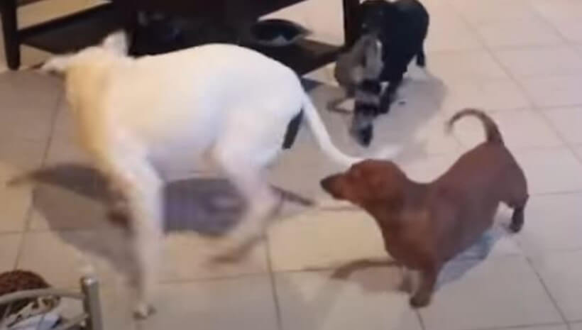 ダックスフンド,動画