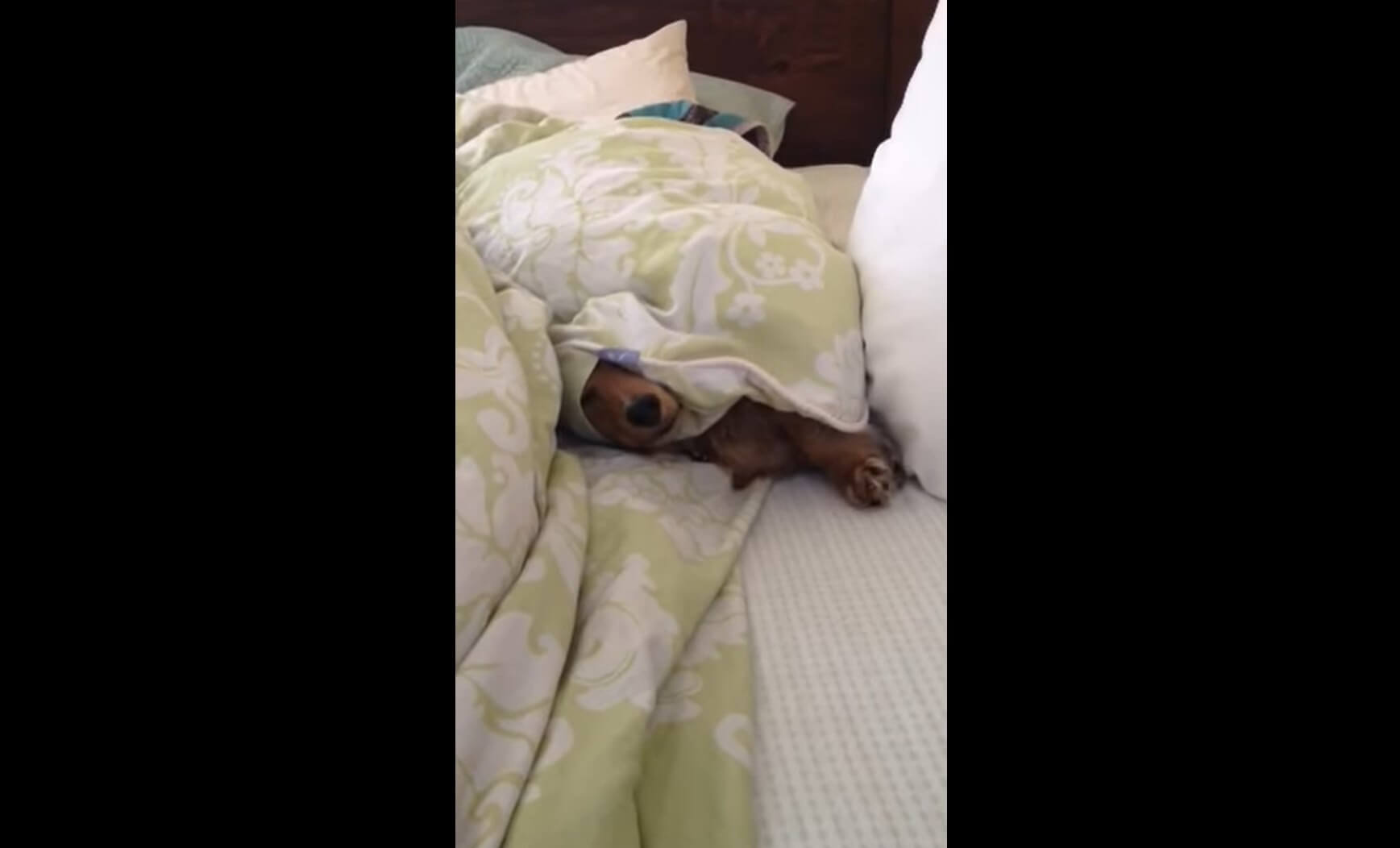 ダックスフンド,動画