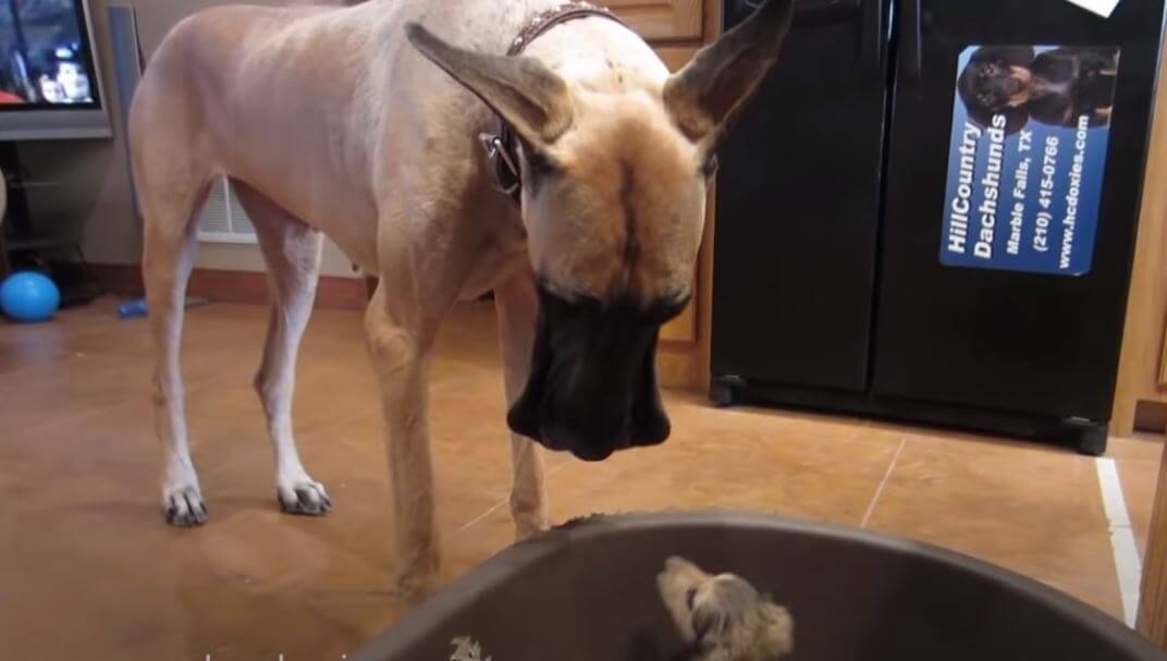 ダックスフンド,動画