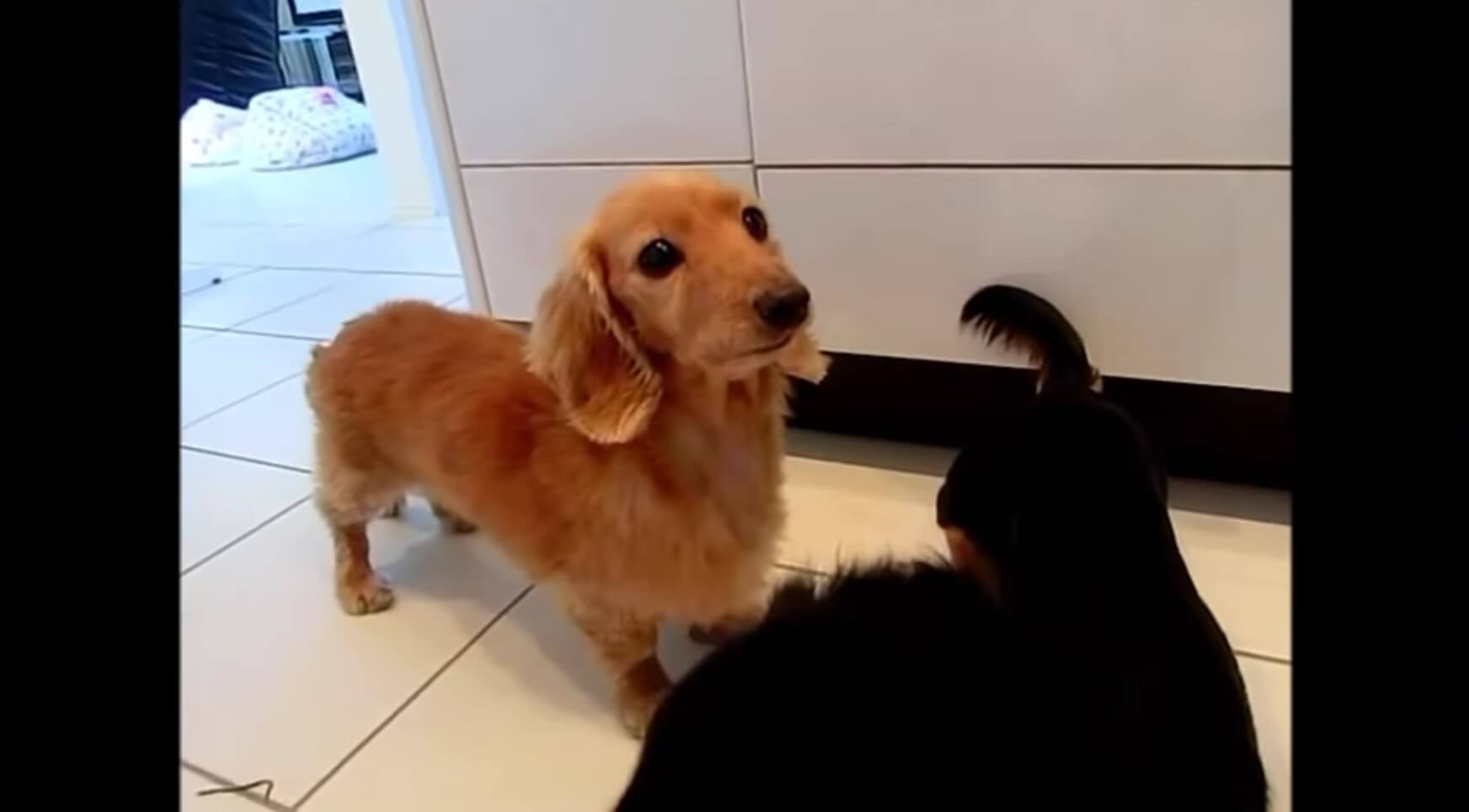 ダックスフンド,動画