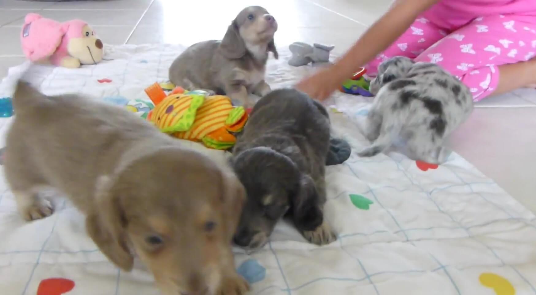 ダックスフンド,動画