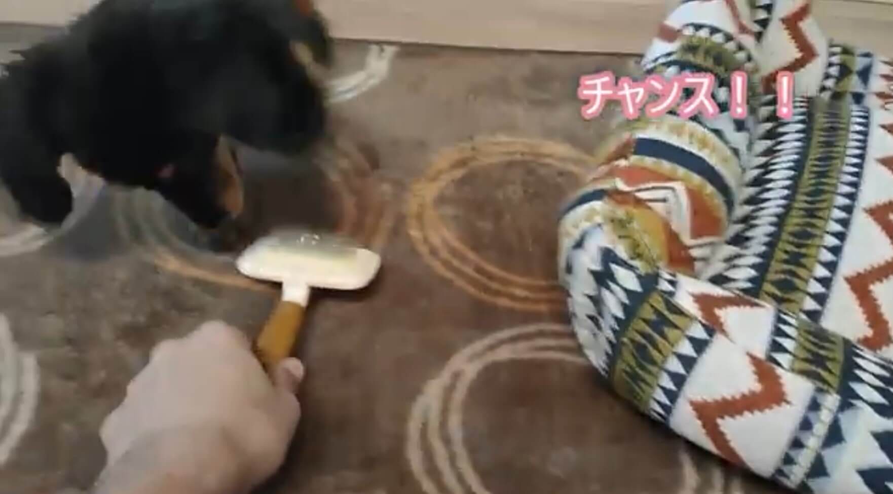 ダックスフンド,動画