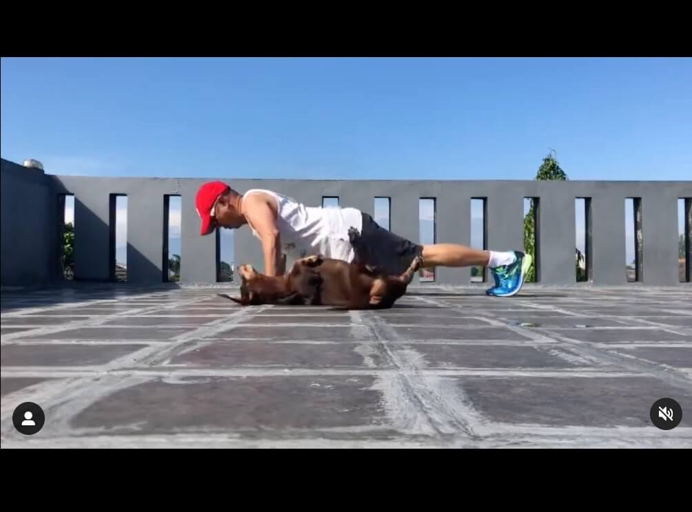 ダックスフンド,動画