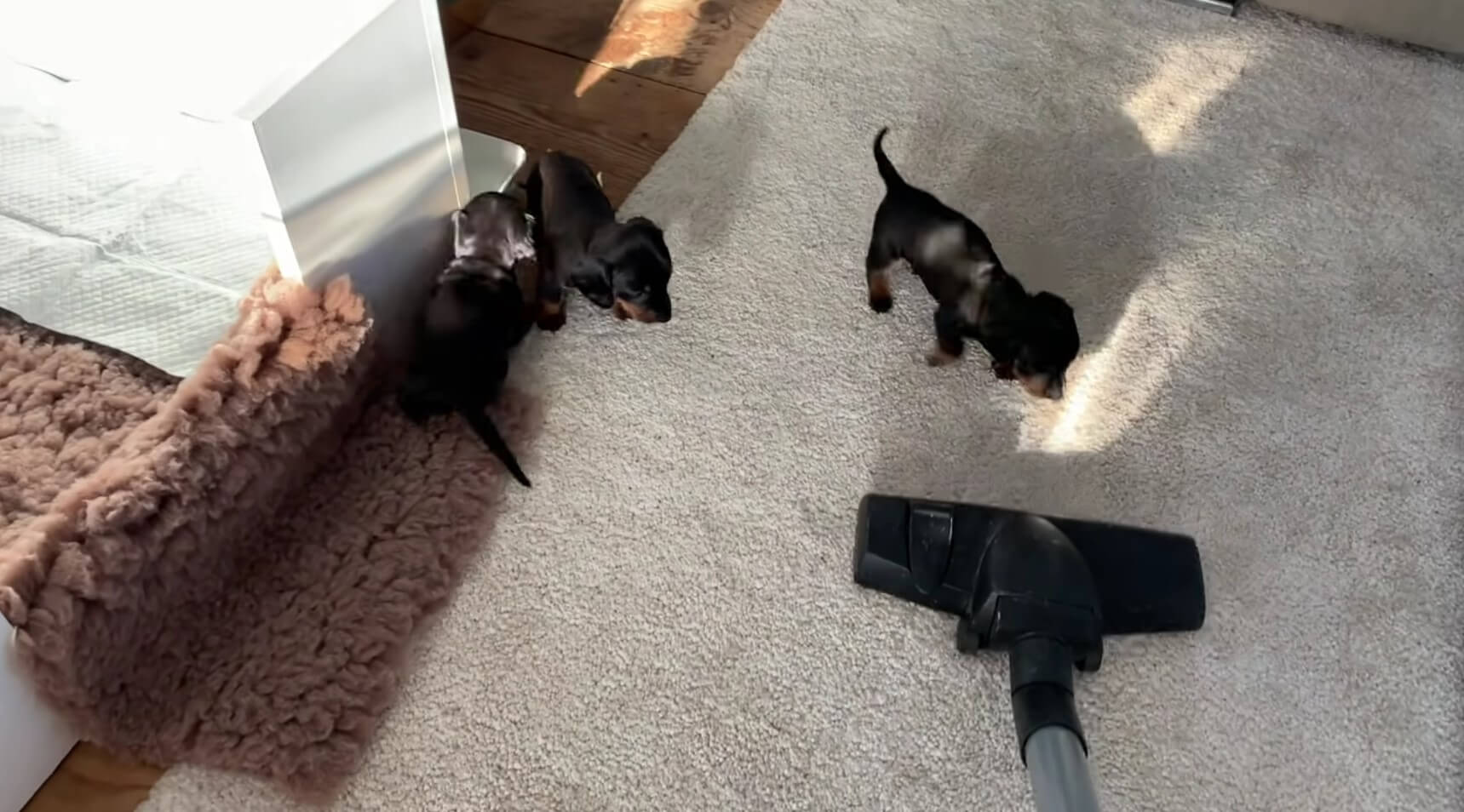 ダックスフンド,動画