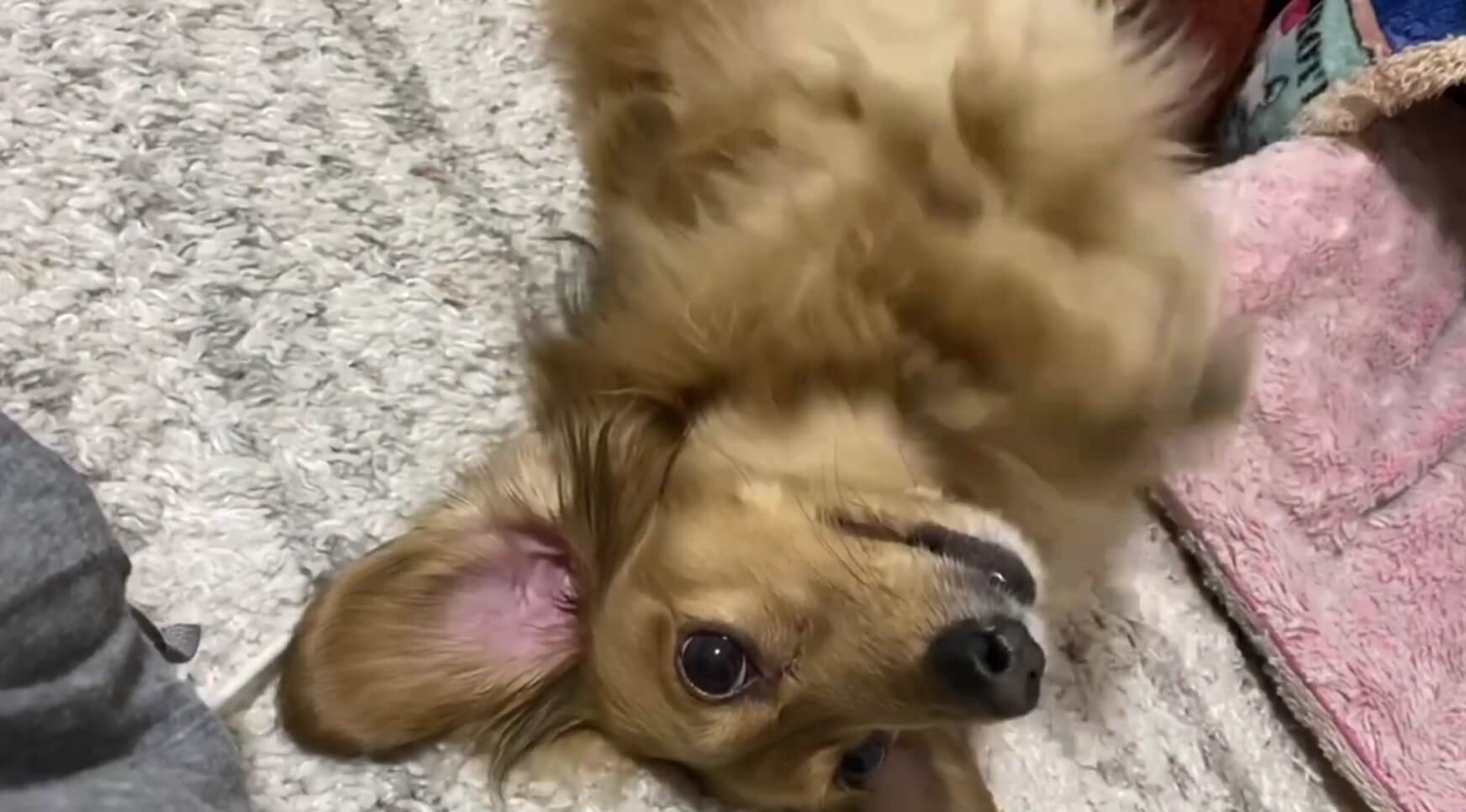 ダックスフンド,動画