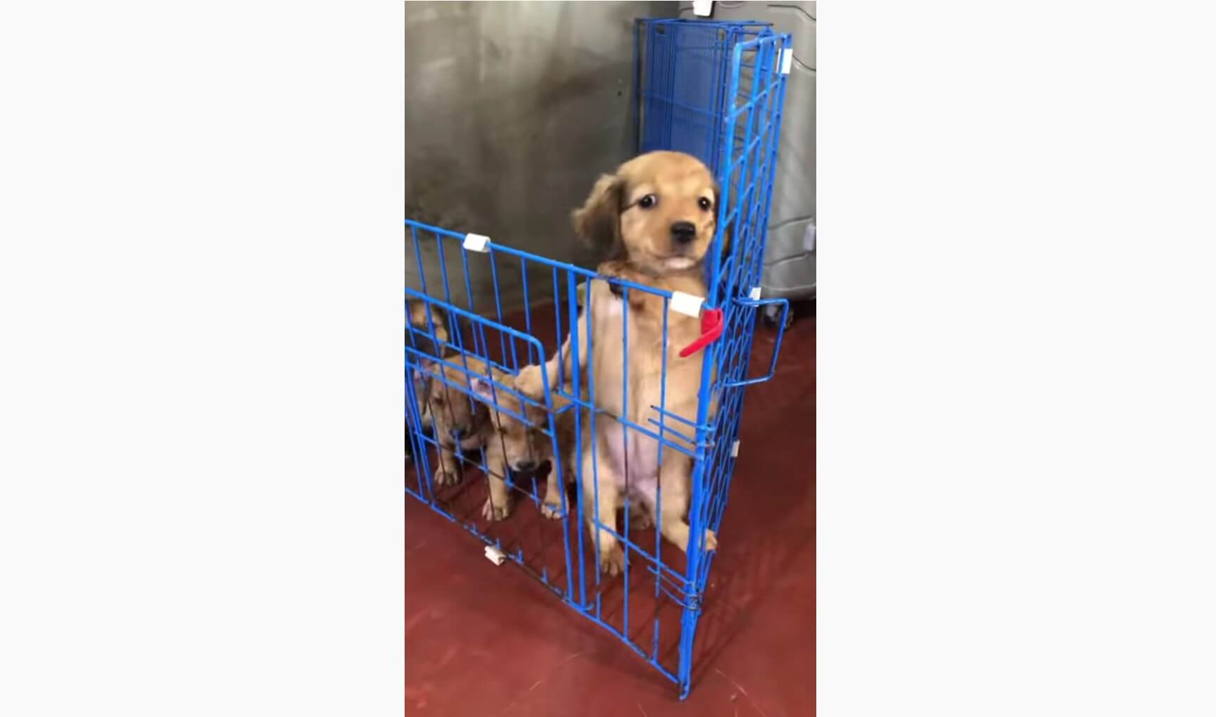 ダックスフンド,動画