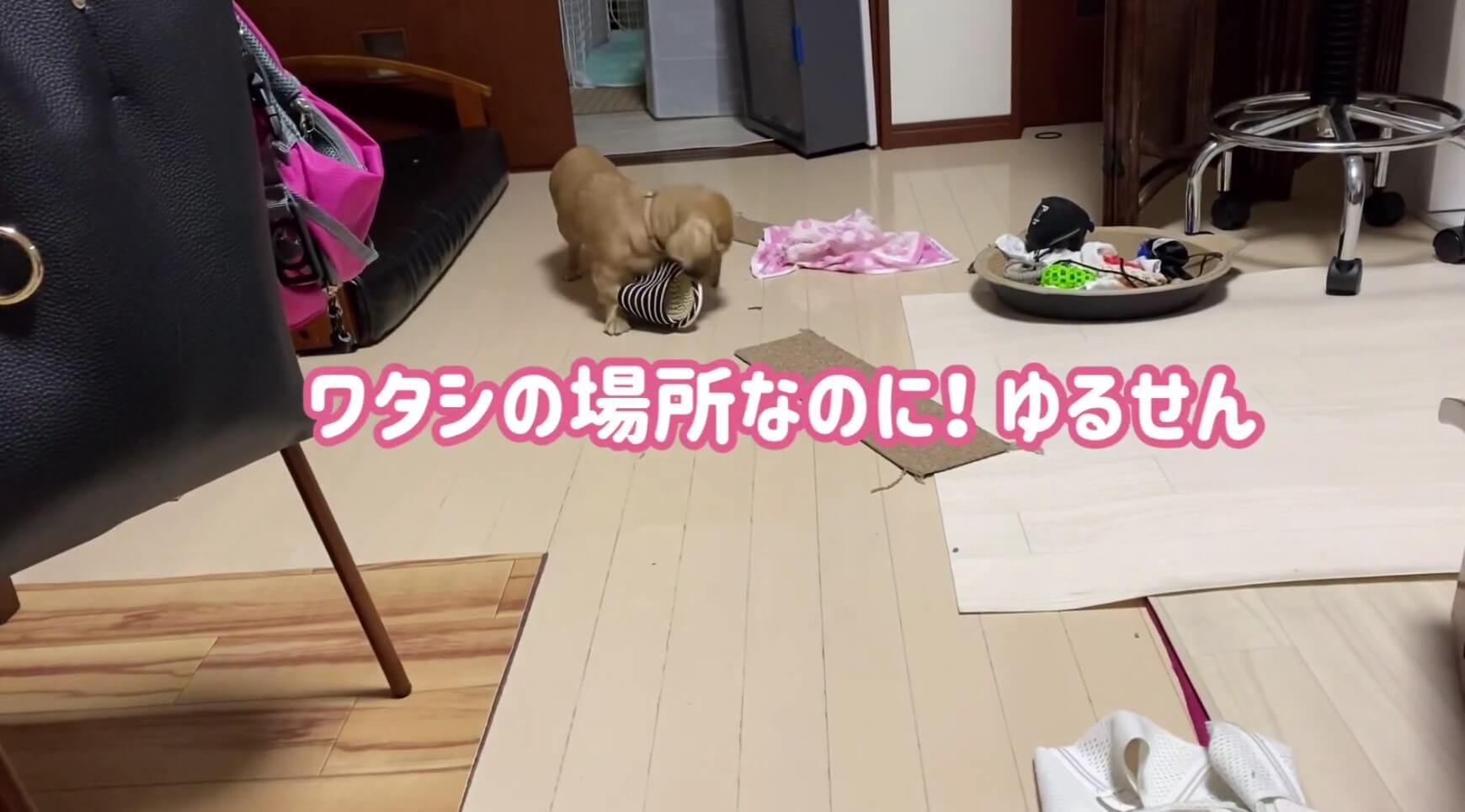 ダックスフンド,動画