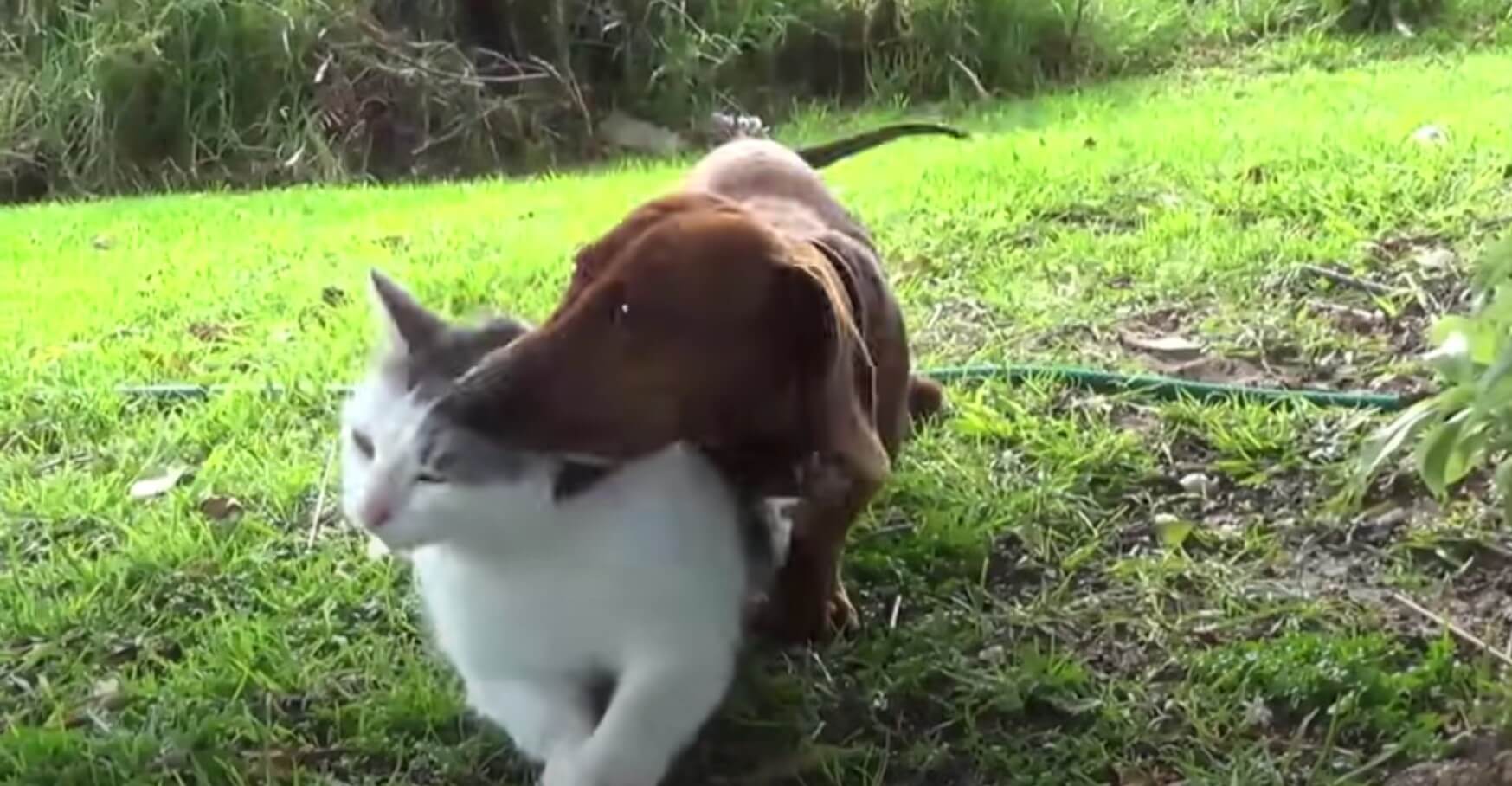 ダックスフンド,動画