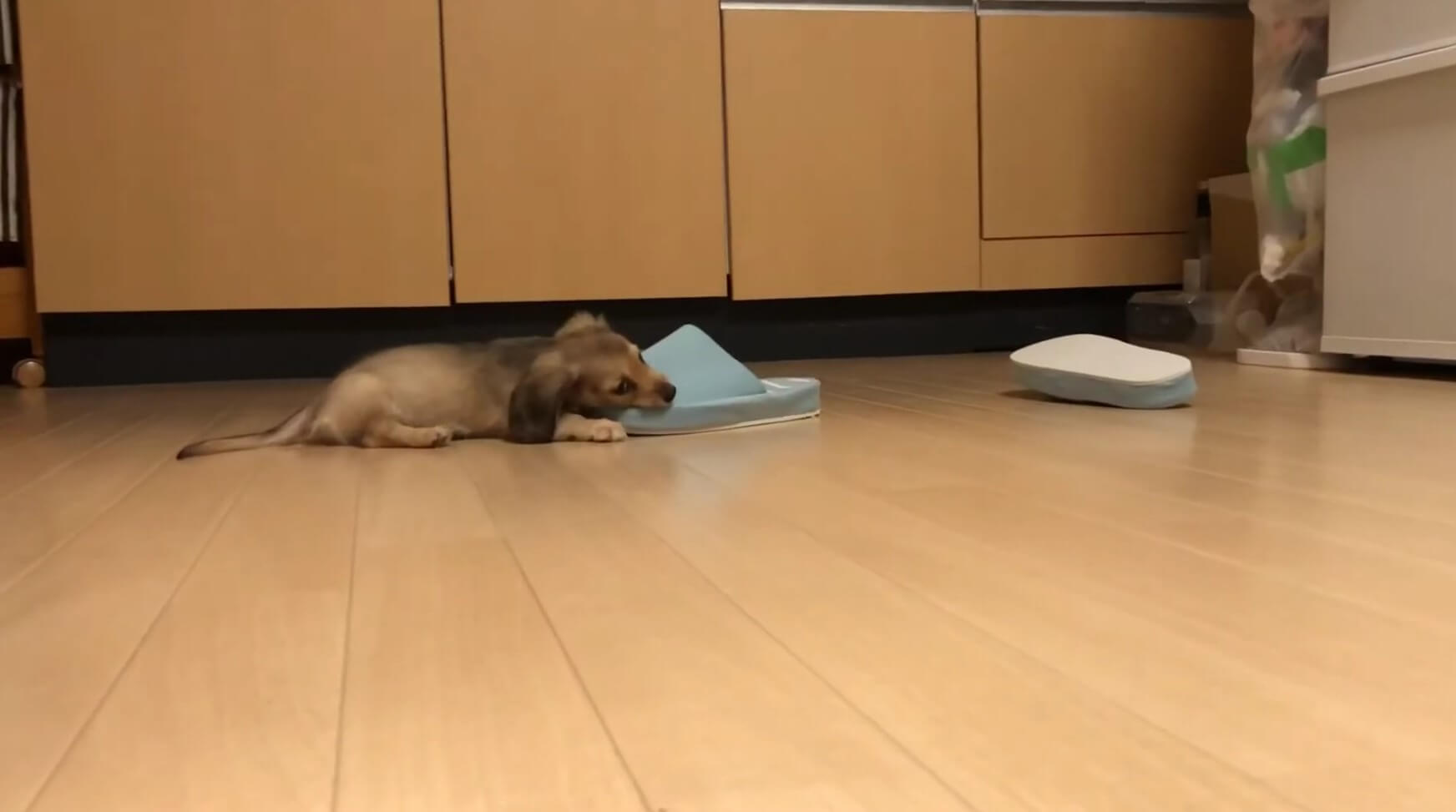 ダックスフンド,動画