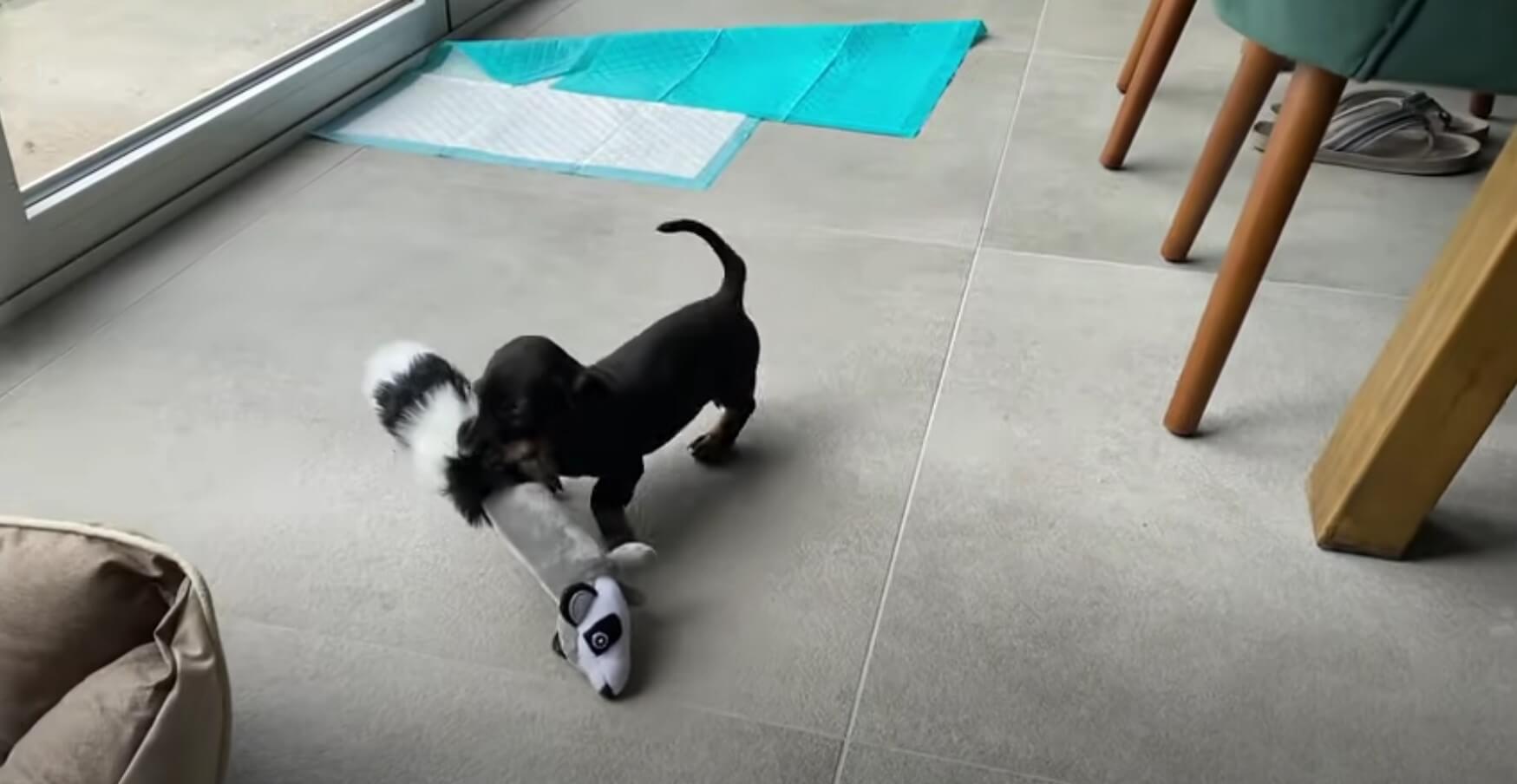 ダックスフンド,動画