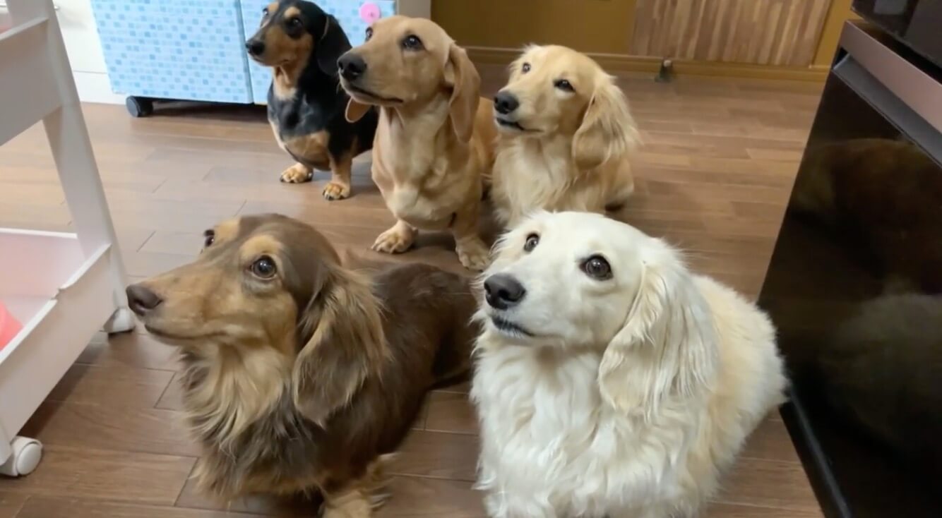 ダックスフンド,動画