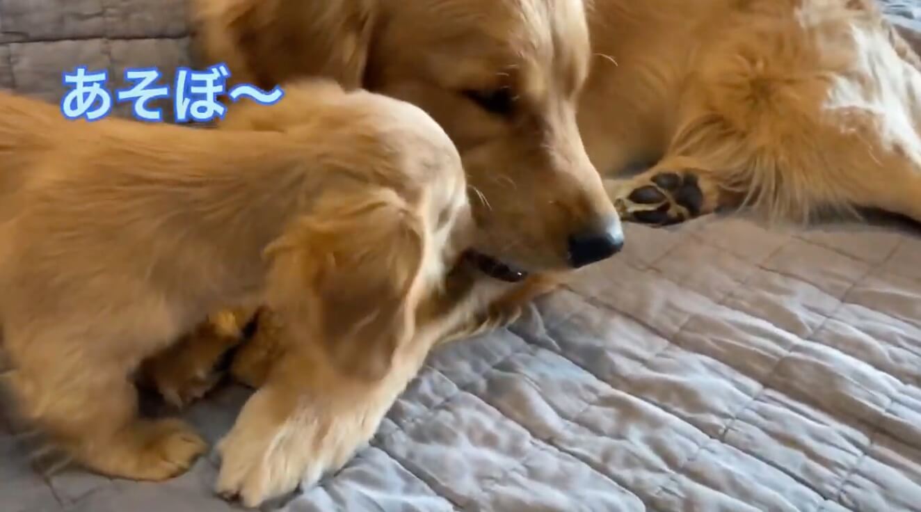 ダックスフンド,動画